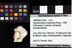 Foto (Objket + Etiketten) von Goniodromites complanatus (Reuss, 1858) 